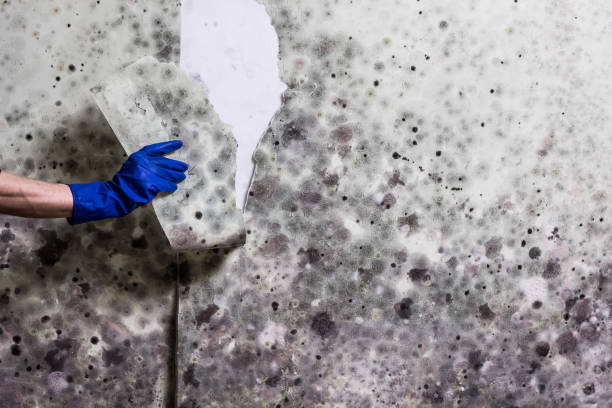 Best Emergency Mold Removal  in Kokomo, IN