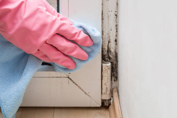 Best Mold Damage Repair  in Kokomo, IN